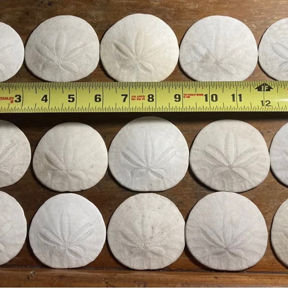LARGE sand dollars hand picked off the CA beach - Picture 3 of 3